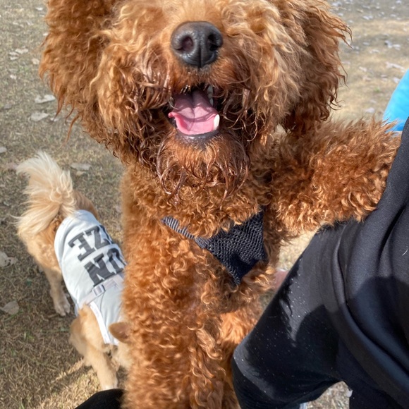 Meet your Posher, - Picture 10 of 13